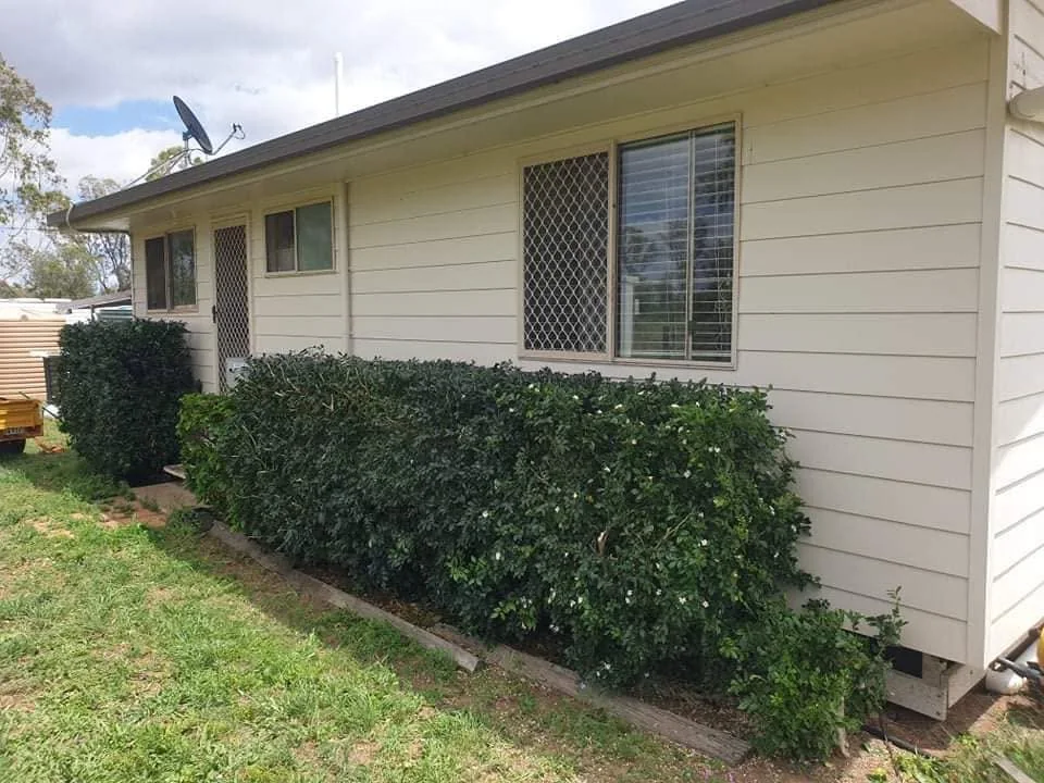 Trimmed shrubs after hedge cutting and shaping